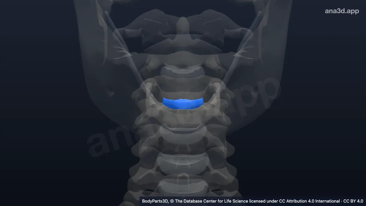 3D model: third cervical intervertebral symphysis