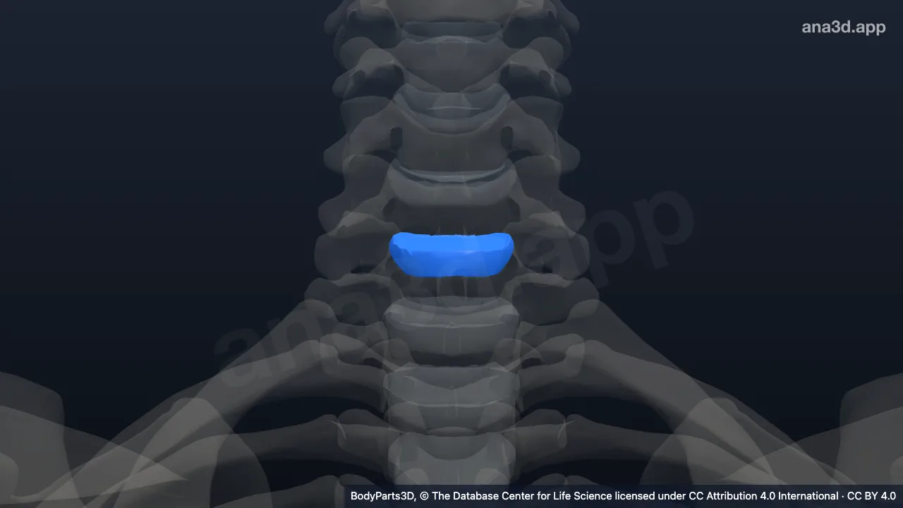 3D model: sixth cervical intervertebral symphysis
