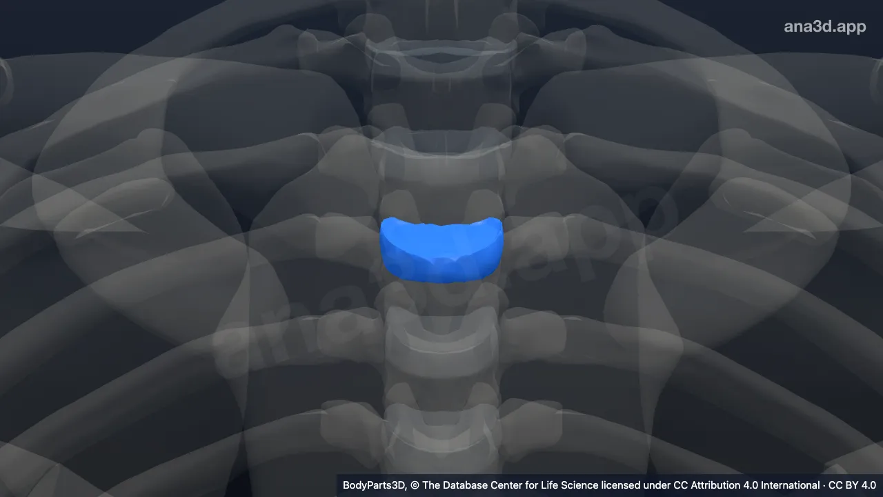3D model: third thoracic intervertebral symphysis