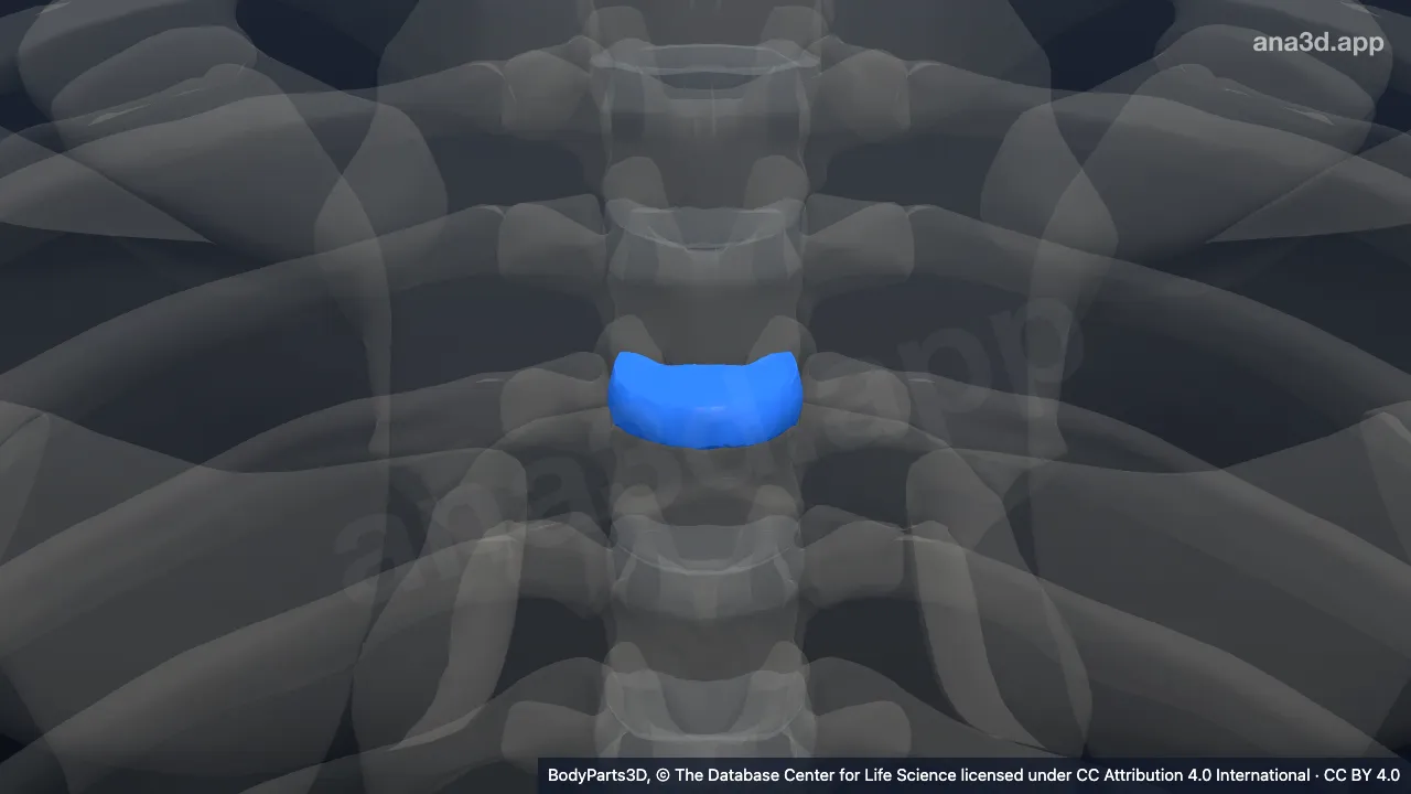 3D model: fourth thoracic intervertebral symphysis
