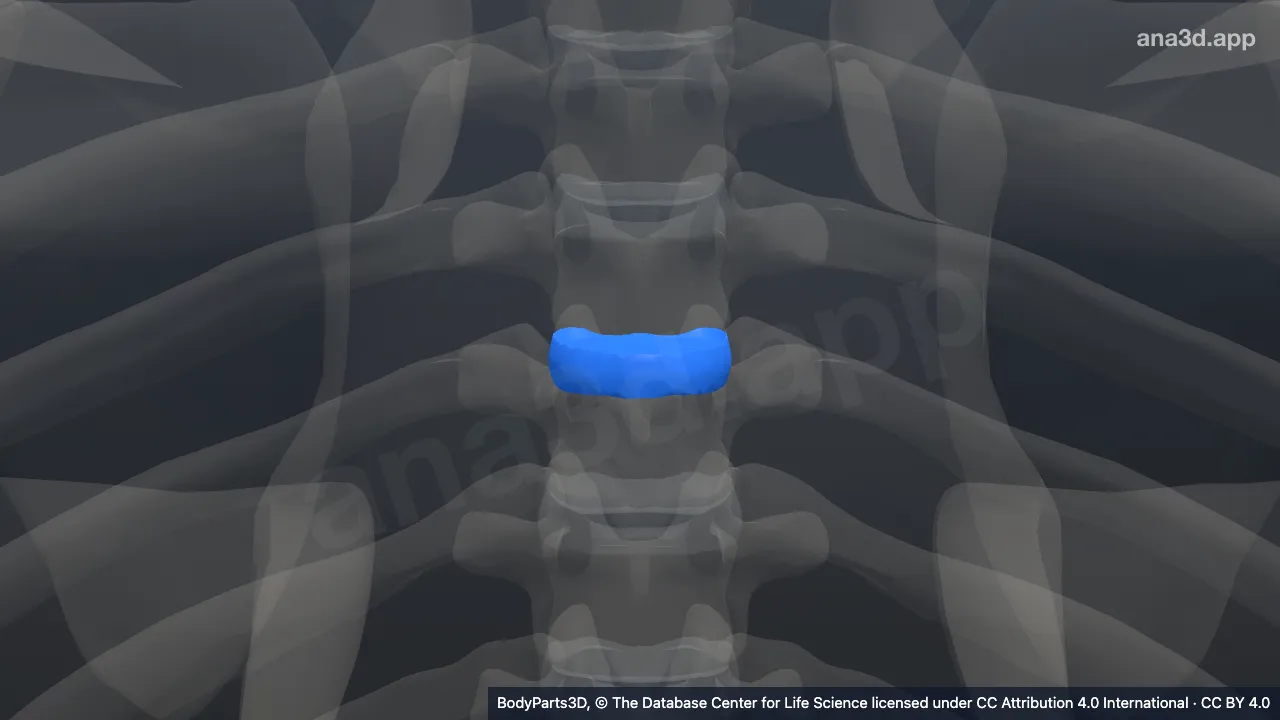 3D model: fifth thoracic intervertebral symphysis