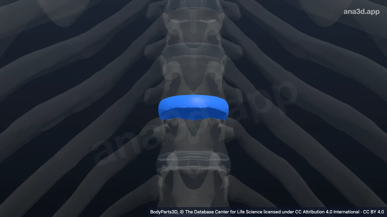 3D model: tenth thoracic intervertebral symphysis