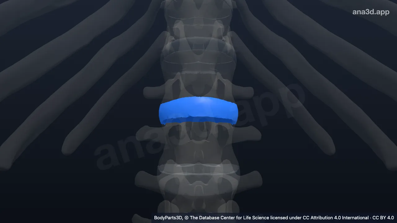 3D model: first lumbar intervertebral symphysis