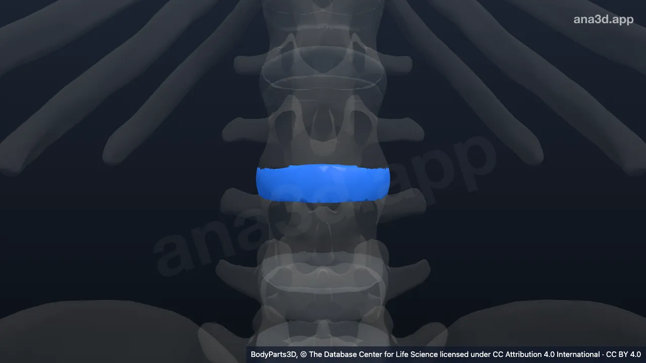 Model 3D: Simfisis intervertebralis lumbalis ke-2