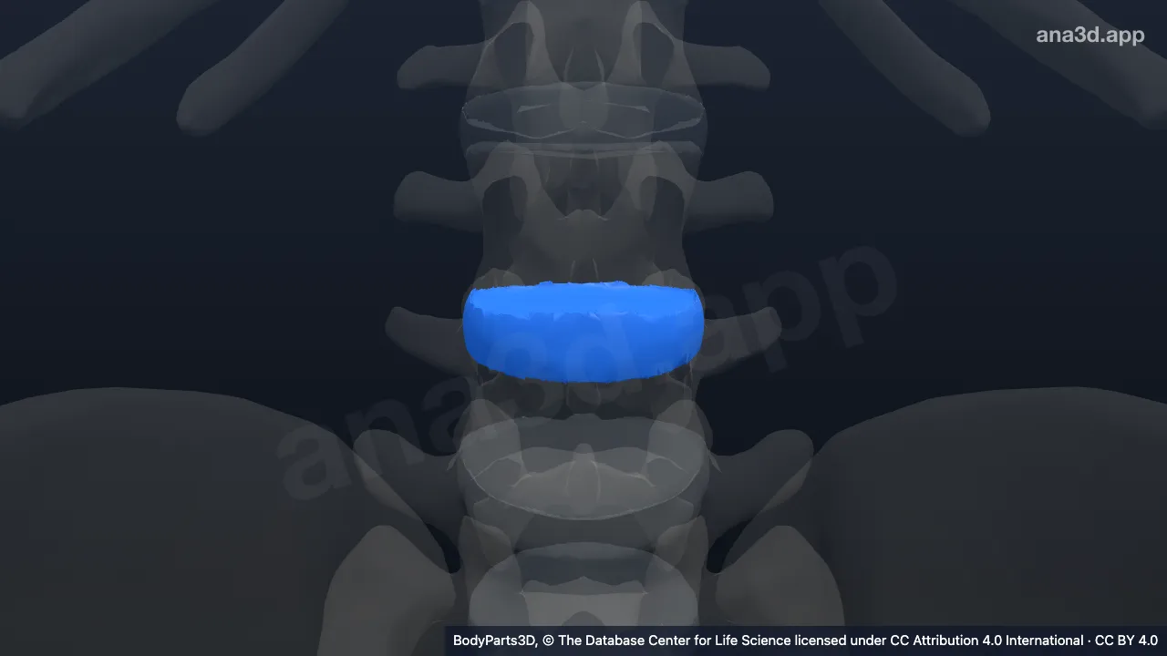 Model 3D: Simfisis intervertebralis lumbalis ke-3