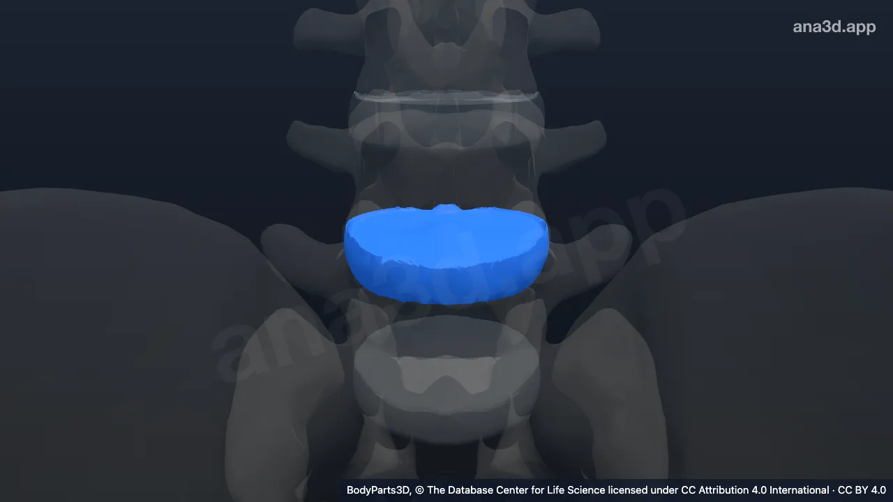 Model 3D: Simfisis intervertebralis lumbalis ke-4