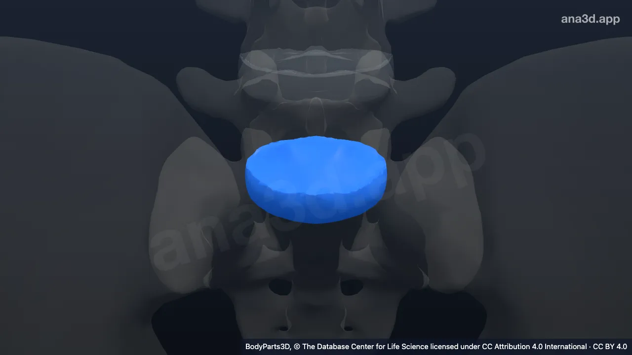 Model 3D: Simfisis intervertebralis lumbalis ke-5