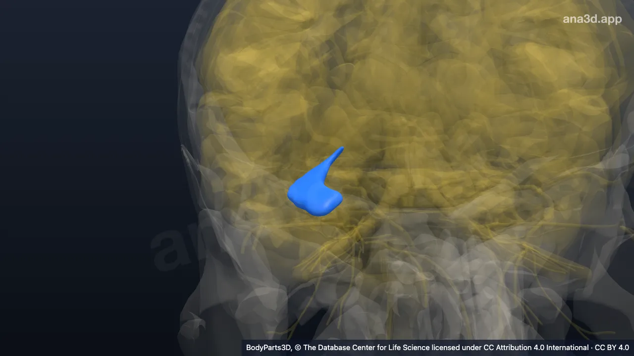 3D model: right hippocampal formation