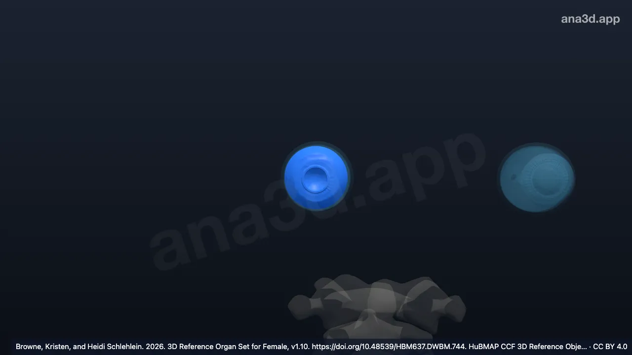 Modelo 3D: Humor del cuerpo vítreo derecho
