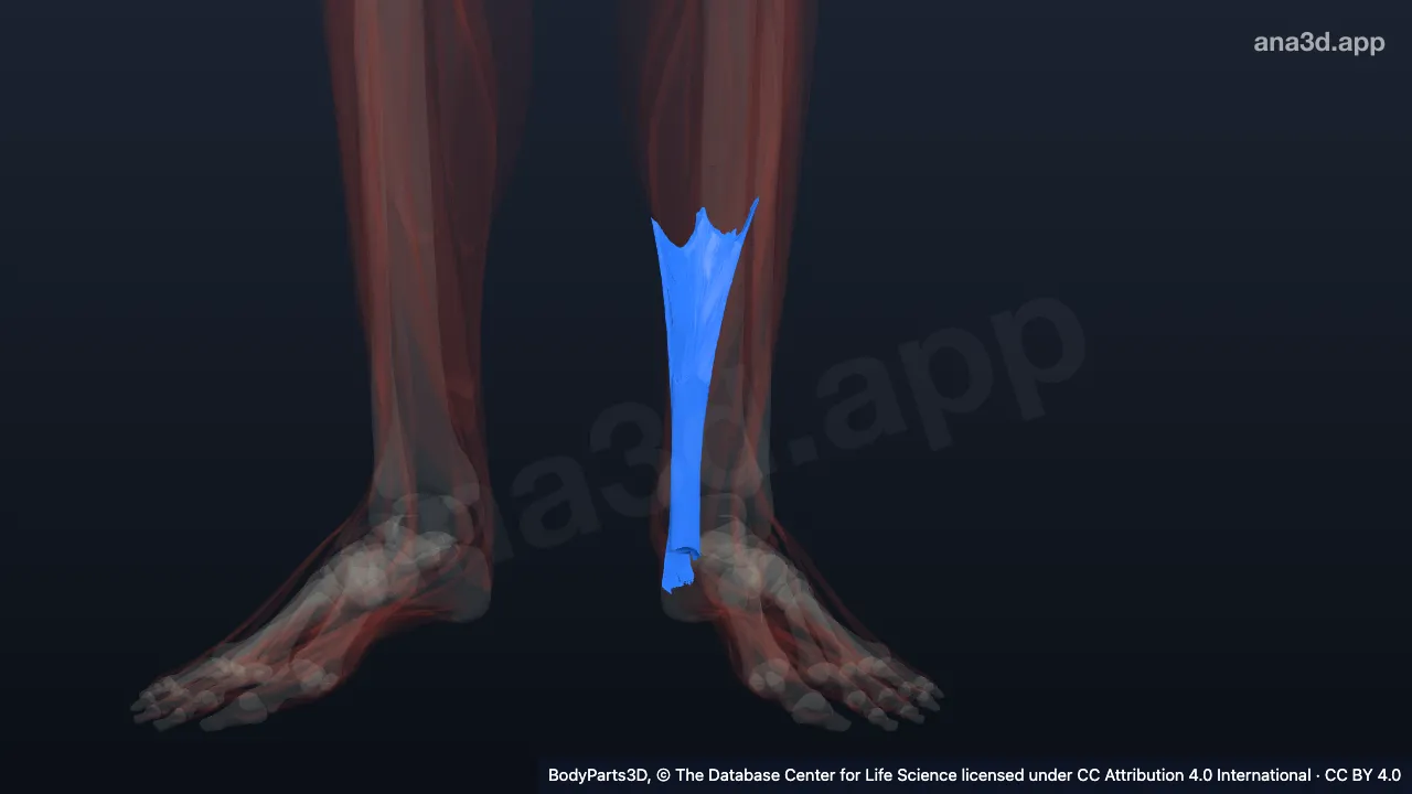 3D model: left calcaneal tendon