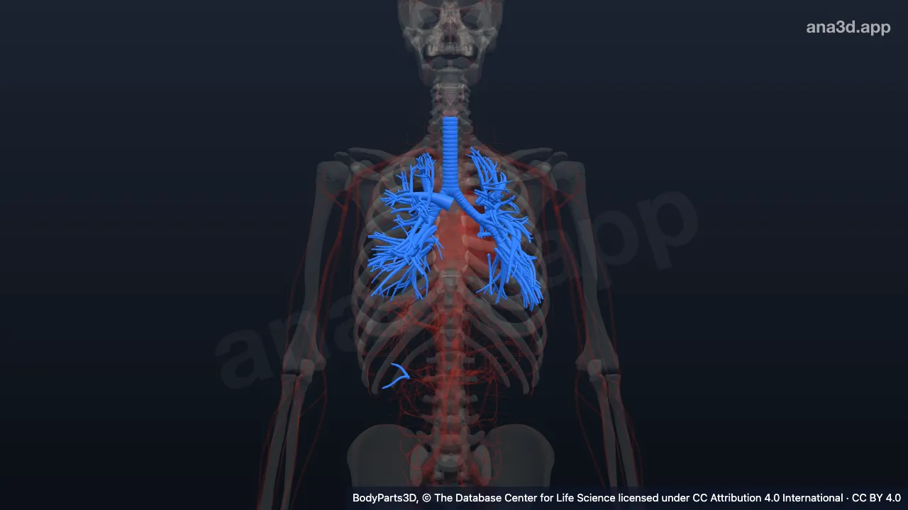 3D-Modell: Atemwege