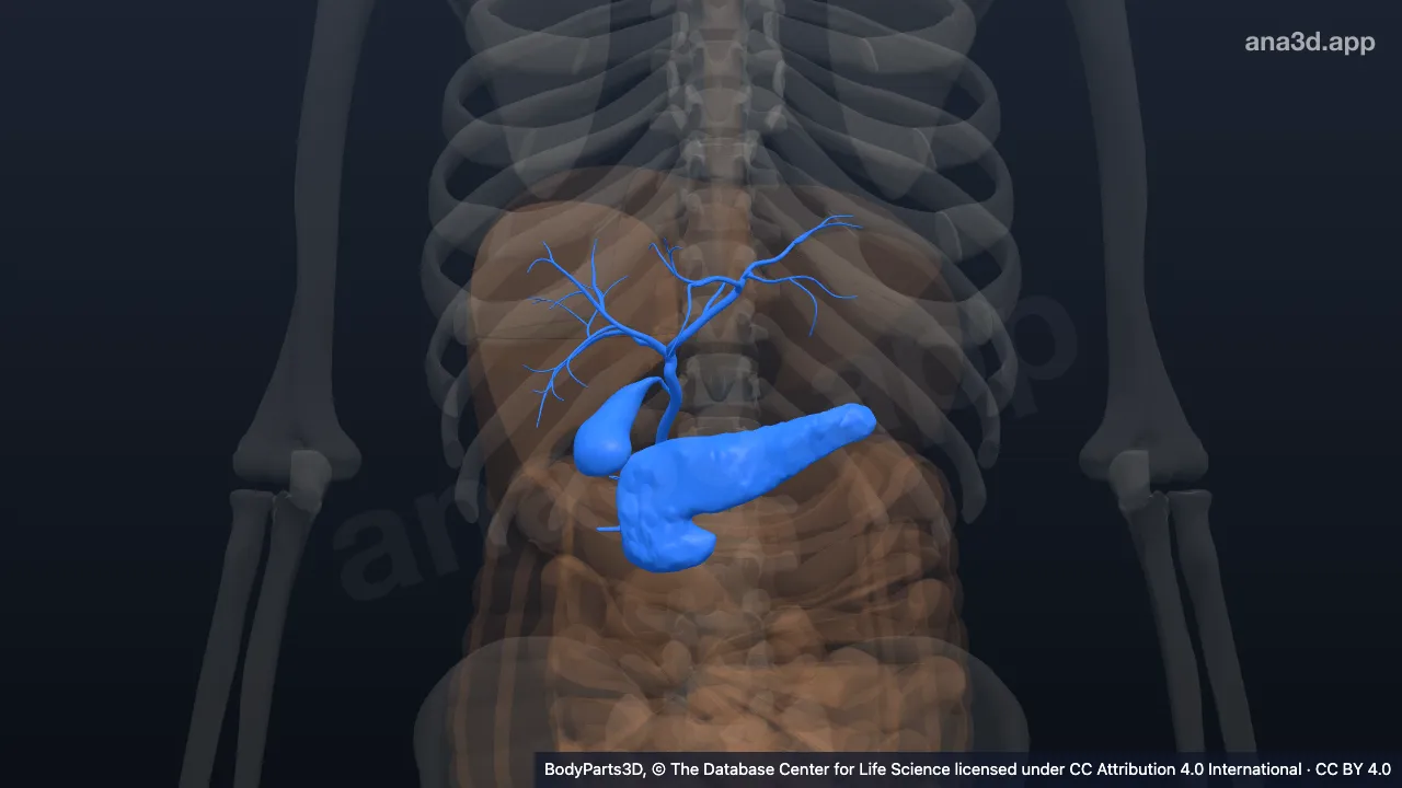 Modelo 3D: Sistema pancreatobiliar