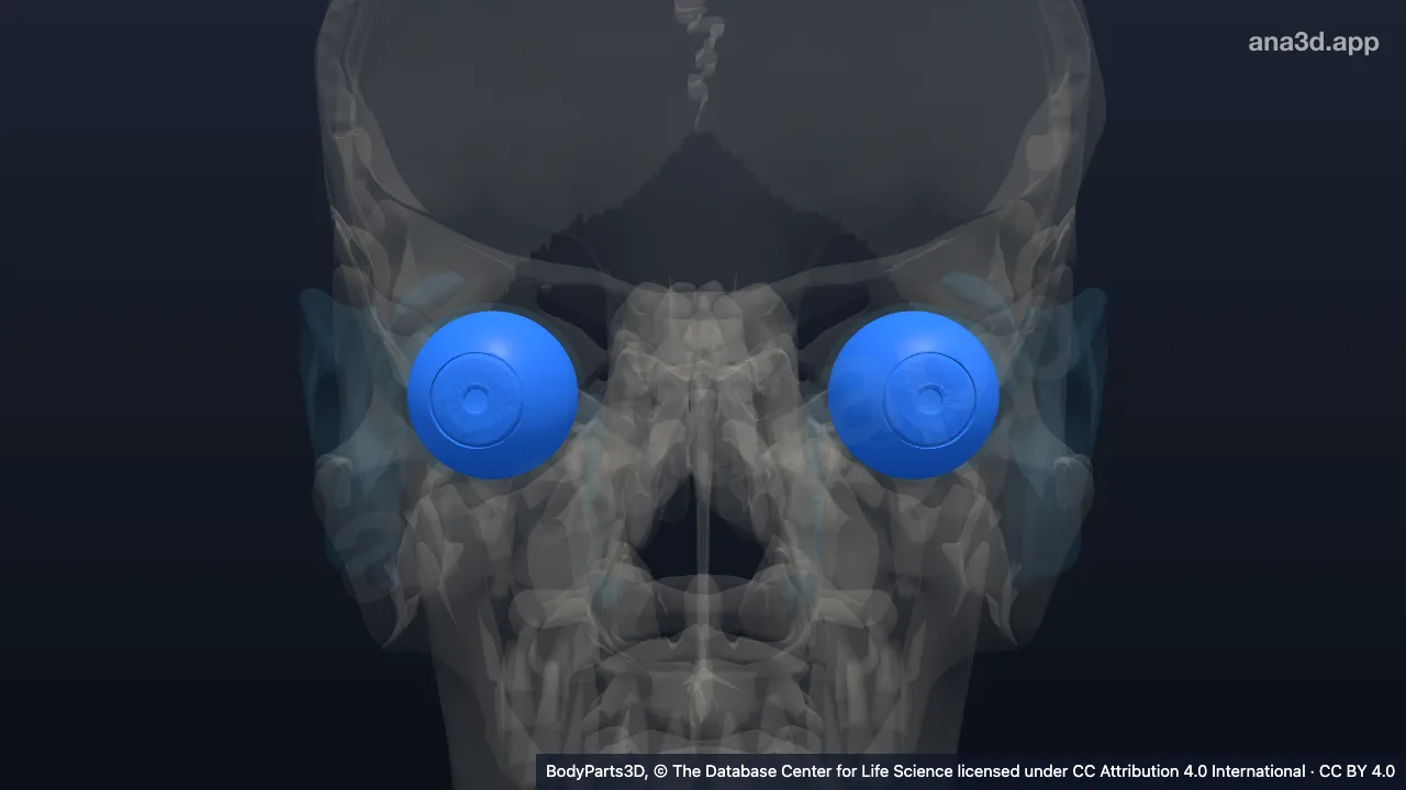 Modelo 3D: Região da camada vascular do globo ocular