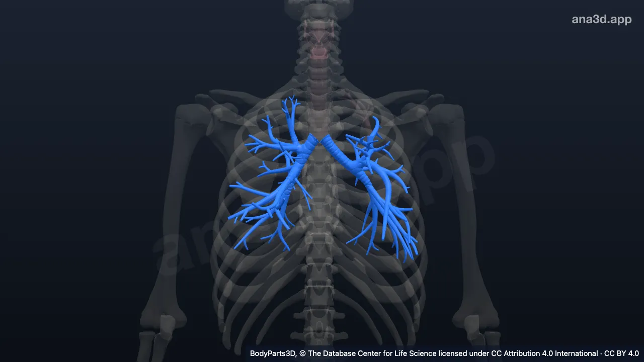 Modelo 3D: Parte torácica da árvore traqueobrônquica