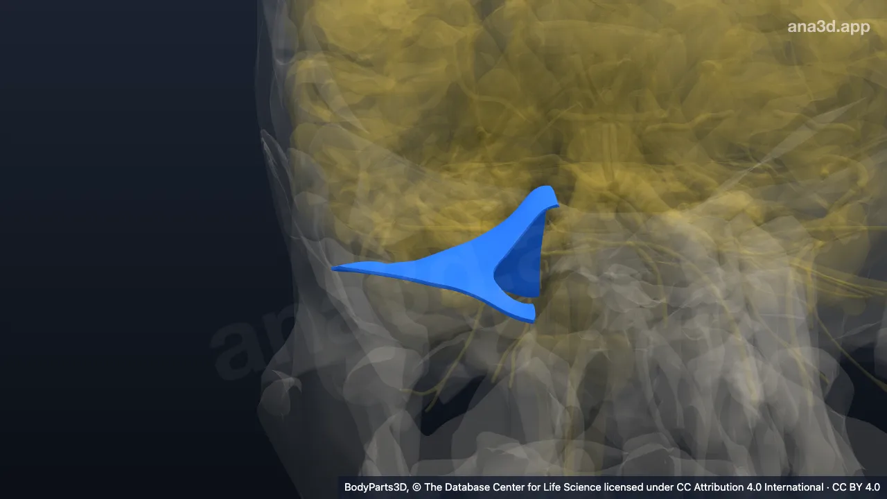 Model 3D: Subdivisi dura mater kranialis