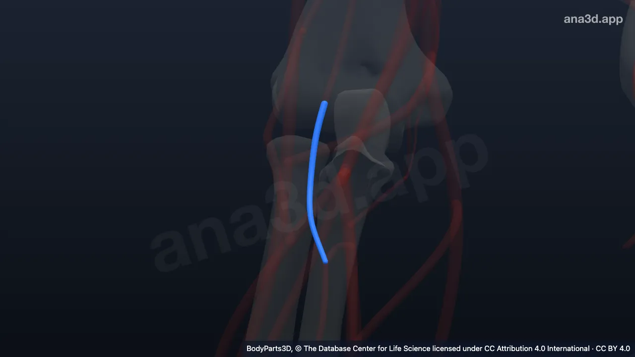 Modelo 3D: Arteria interósea recurrente derecha