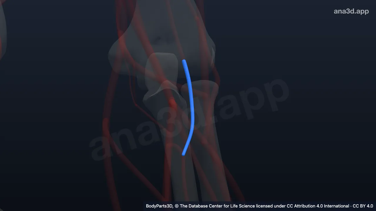 3D model: left recurrent interosseous artery