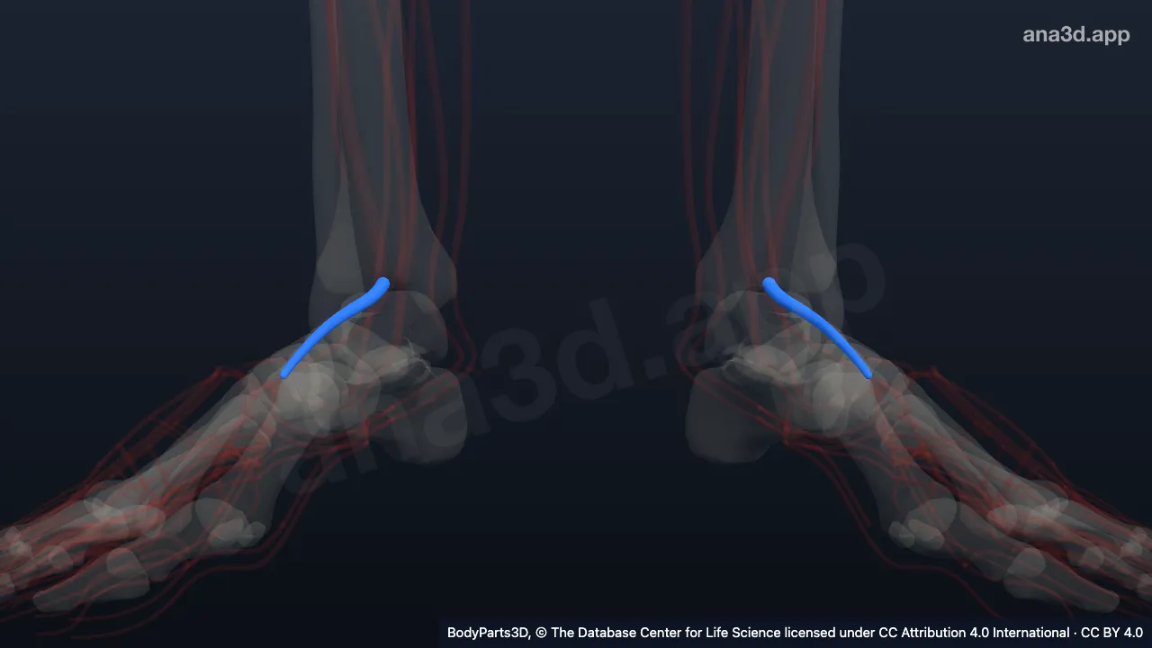 3D model: segment of anterior tibial artery
