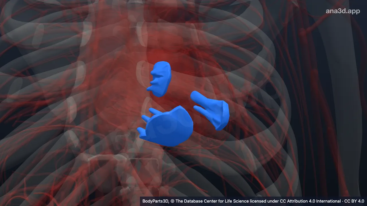 Modèle 3D : Région du muscle papillaire