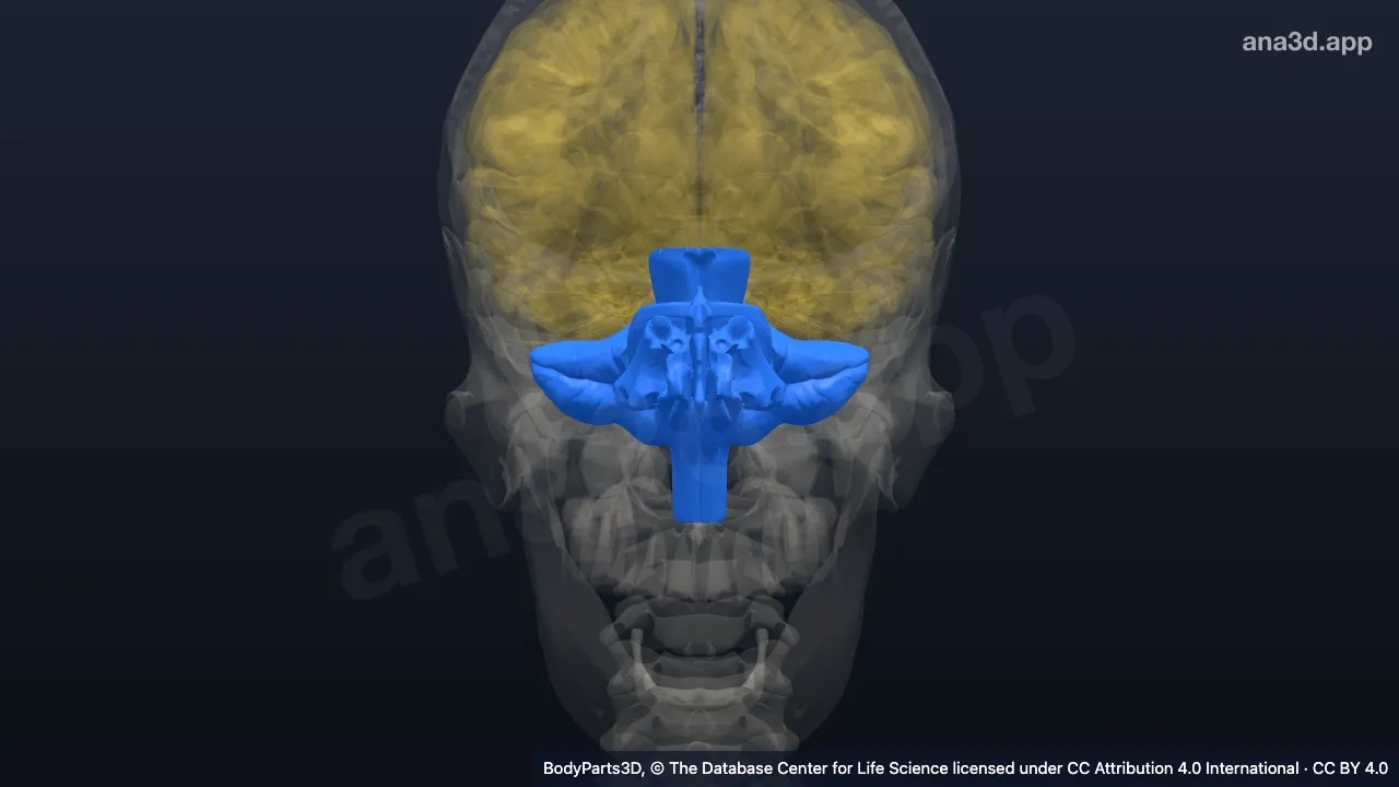 3D model: basicranial part of head proper