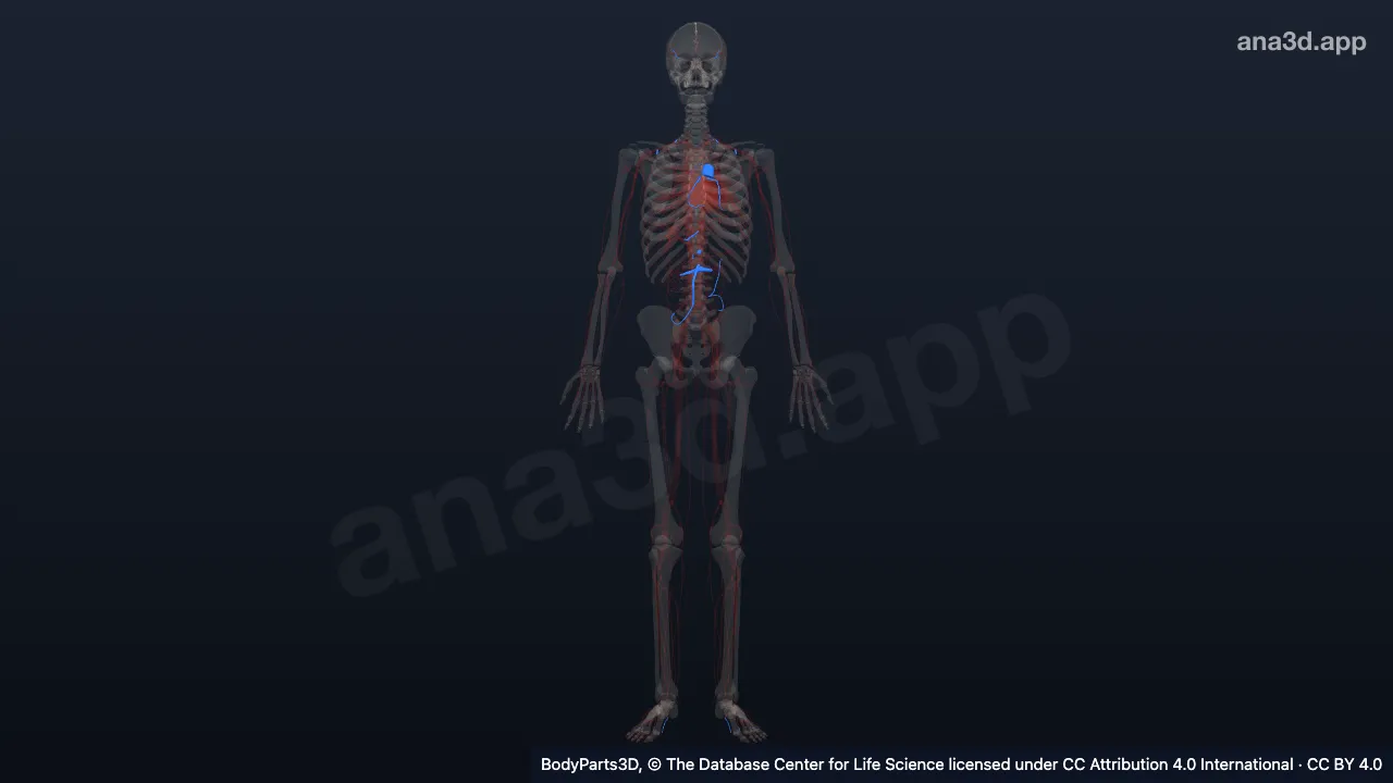3D-Modell: Arterienstamm