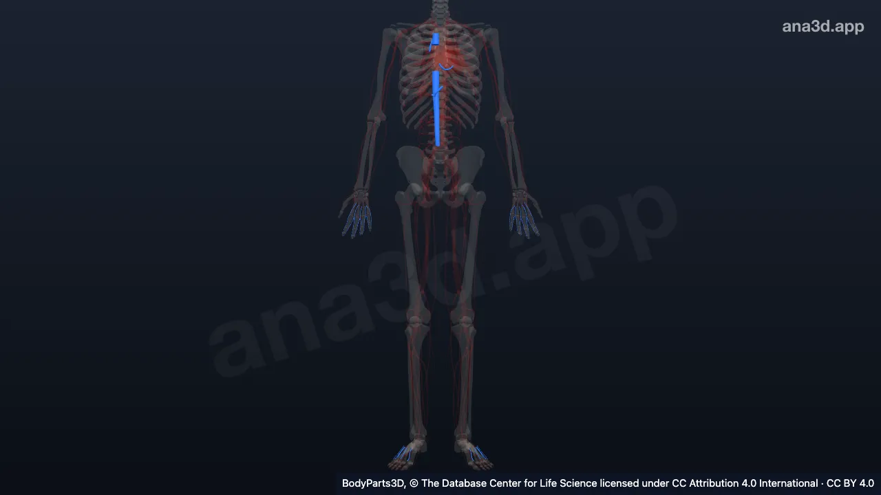 3D 模型：静脉干