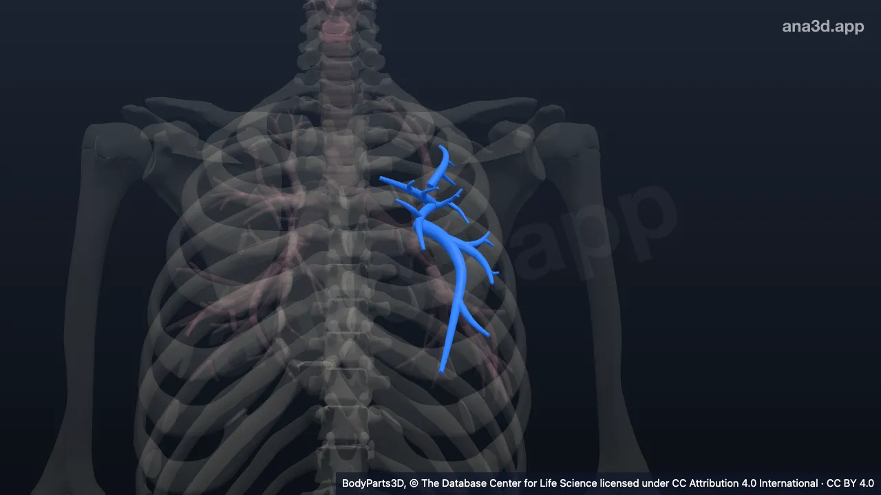 Modèle 3D : Partie du lobe supérieur de l'arbre bronchique gauche