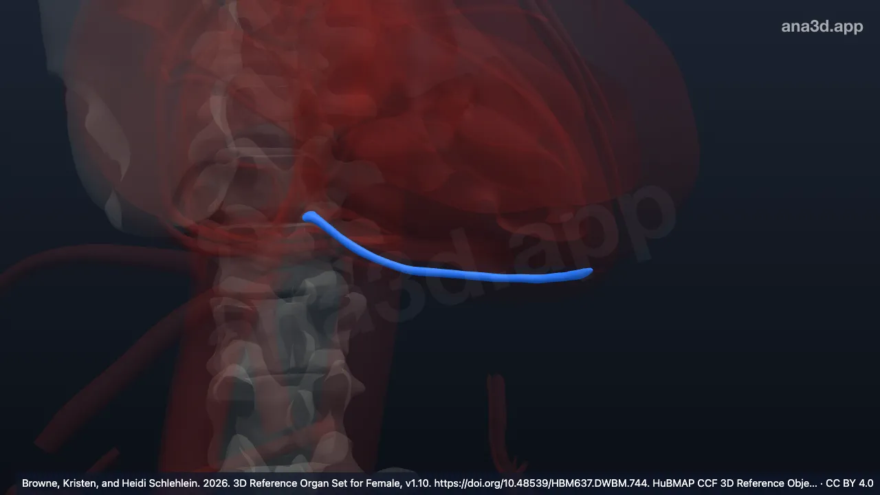 3D model: left posterior descending branch of circumflex branch of left coronary artery