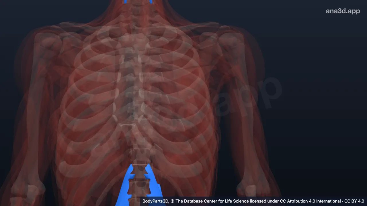 3D model: prevertebral muscle