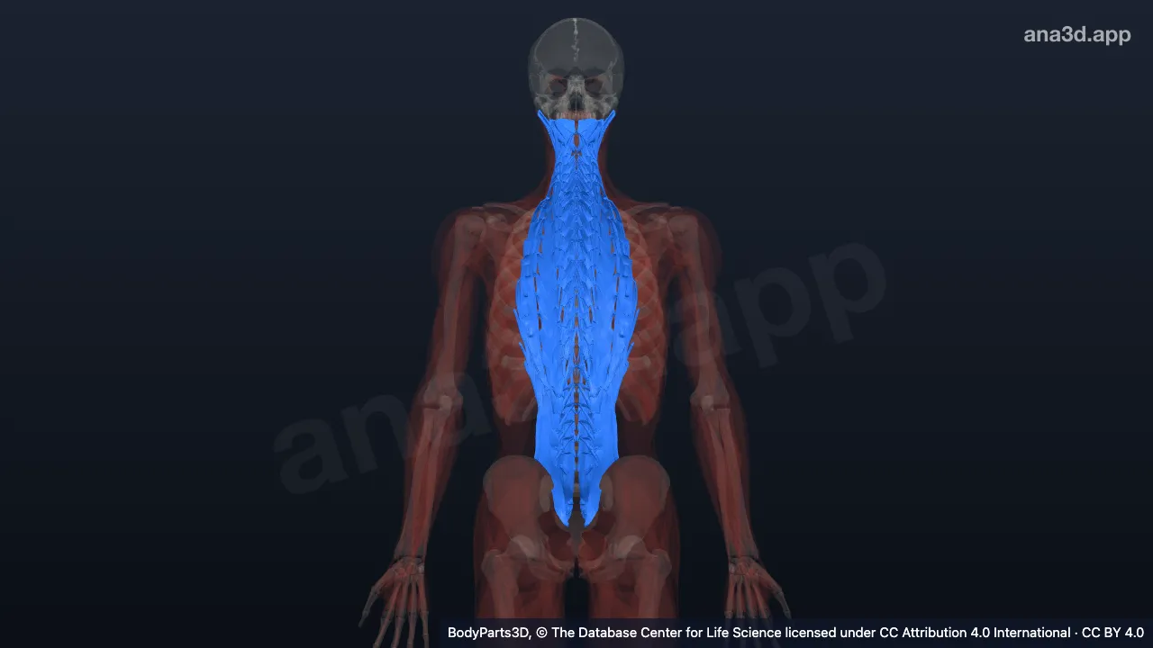 Modèle 3D : muscle post-vertébral