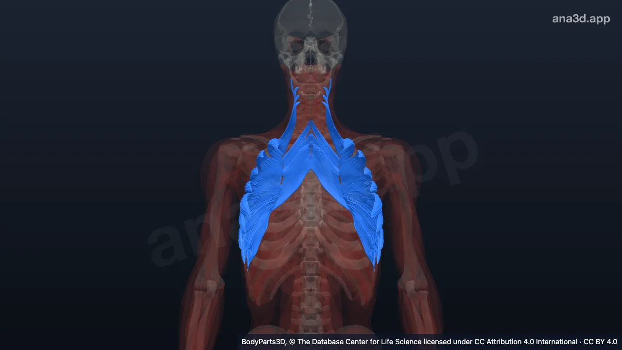 3D model: extrinsic muscle of shoulder