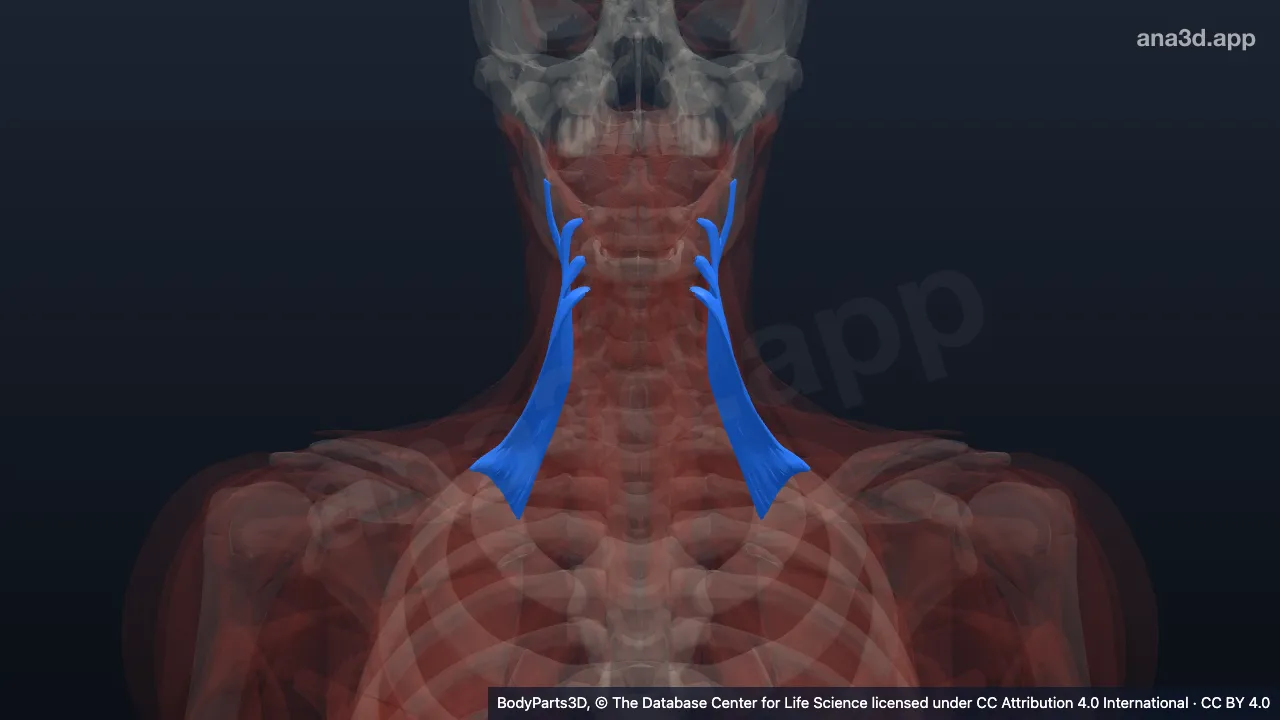Mô hình 3D: Cơ nâng vai