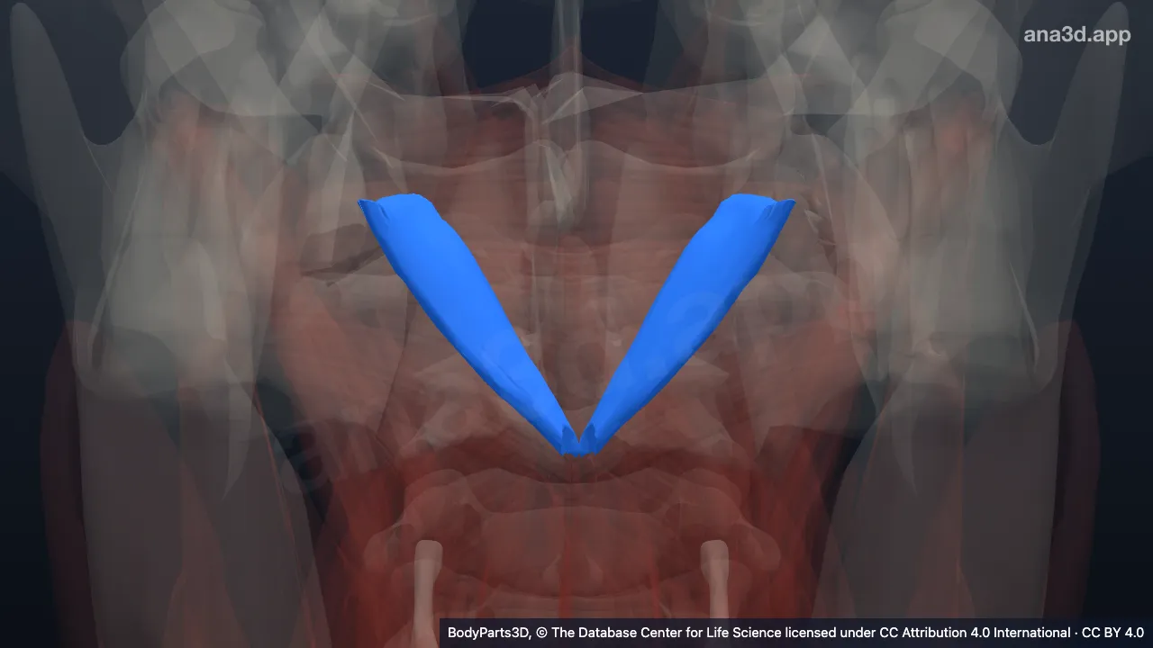3D model: rectus capitis posterior major