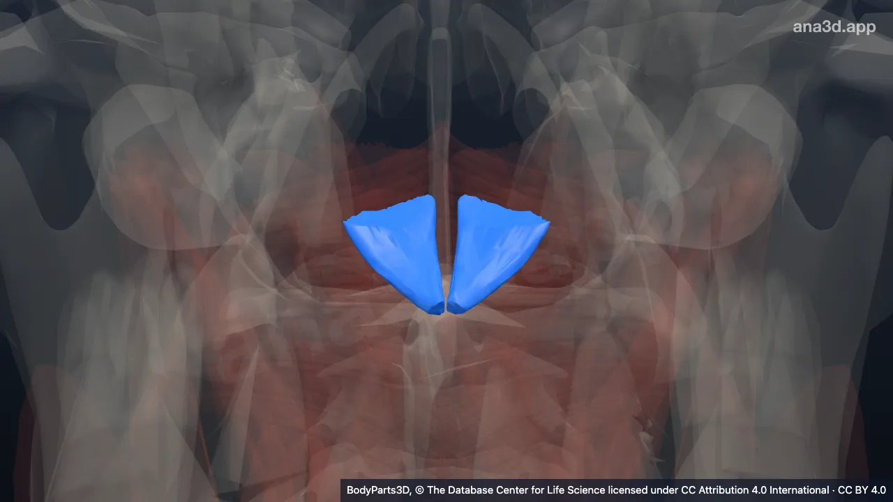 3D-Modell: Musculus rectus capitis posterior minor