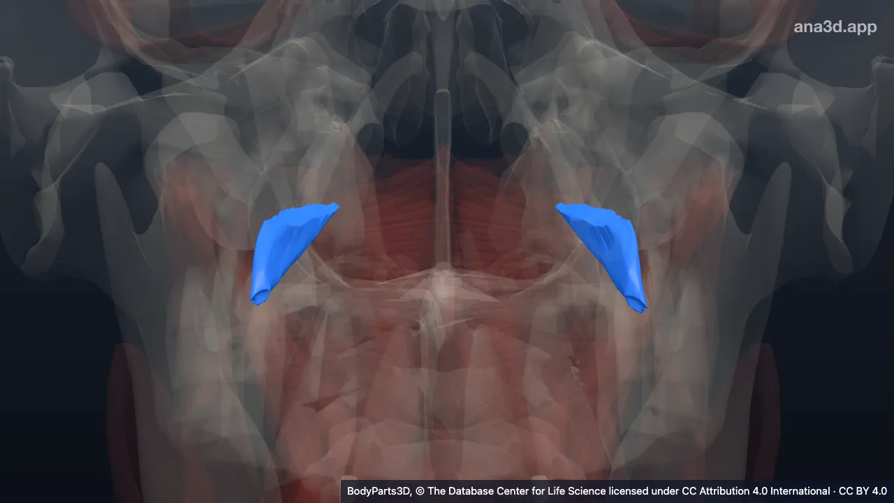 3D-Modell: Musculus obliquus capitis superior