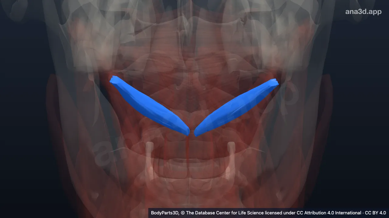3D-Modell: Musculus obliquus capitis inferior