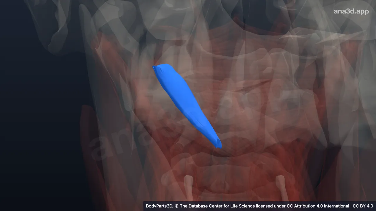 3D model: right rectus capitis posterior major