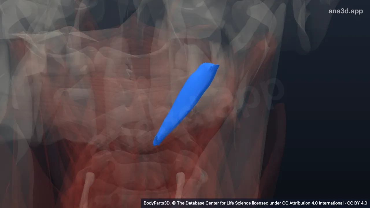 3D-Modell: Linker Musculus rectus capitis posterior major