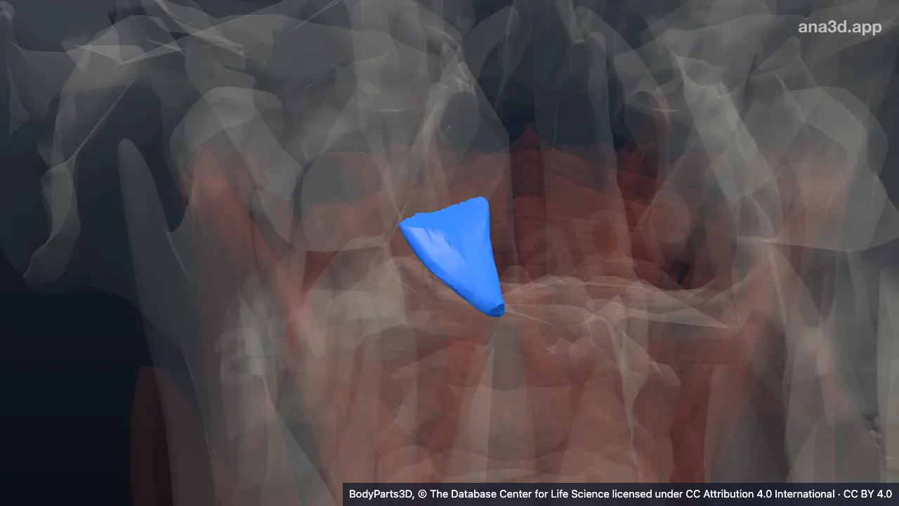 3D model: right rectus capitis posterior minor