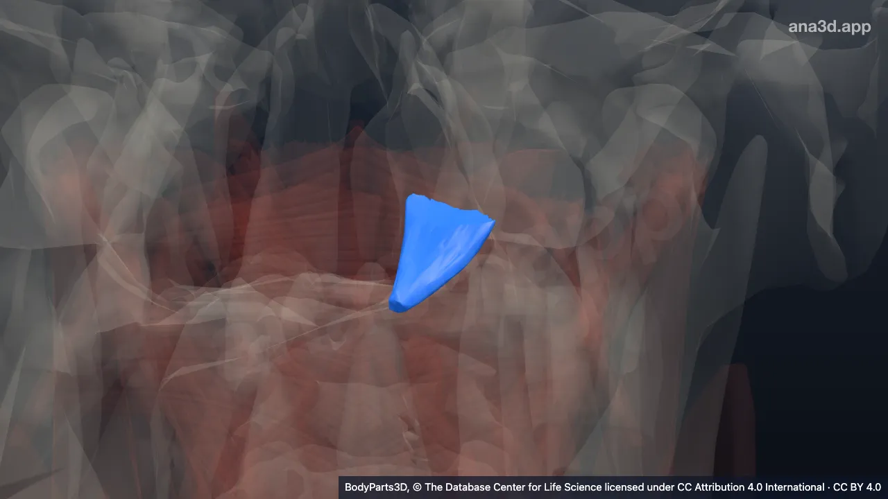 3D model: left rectus capitis posterior minor