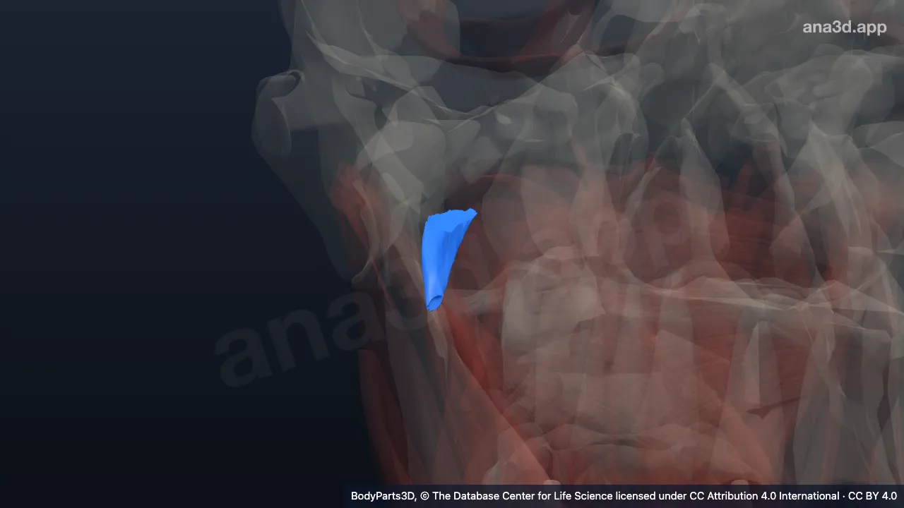 3D-Modell: Rechter Musculus obliquus capitis superior