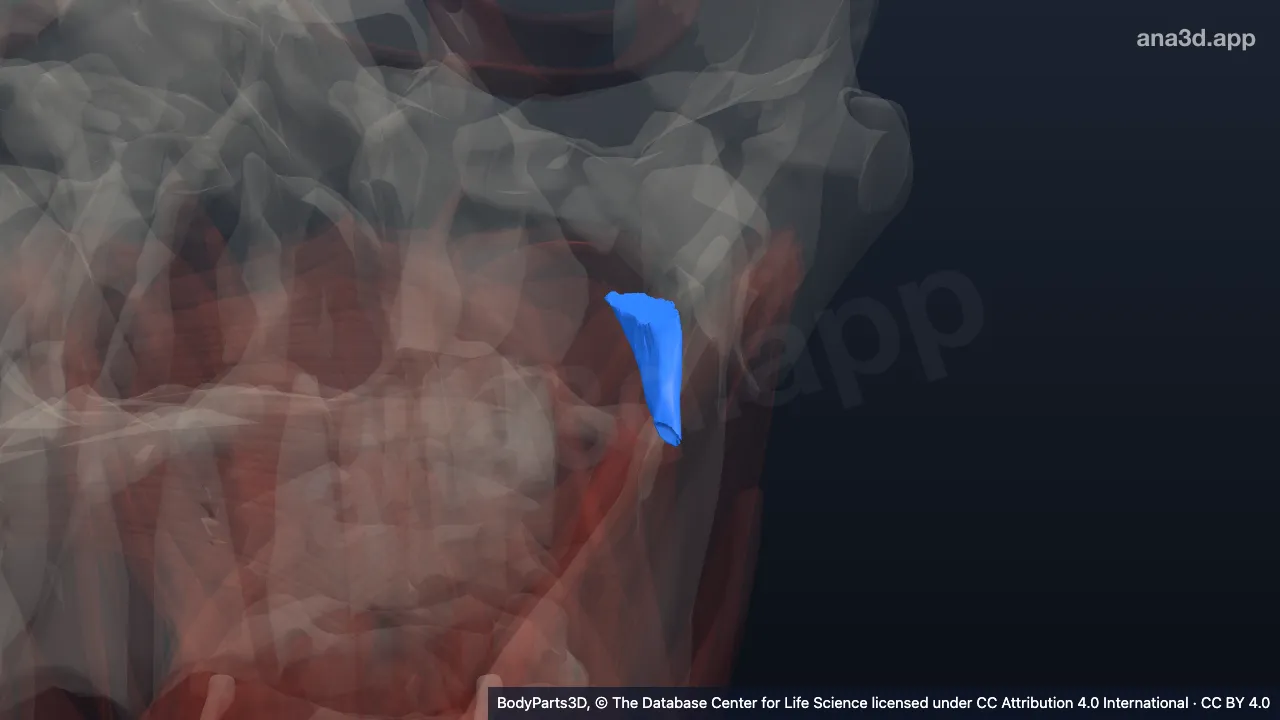 3D model: left obliquus capitis superior