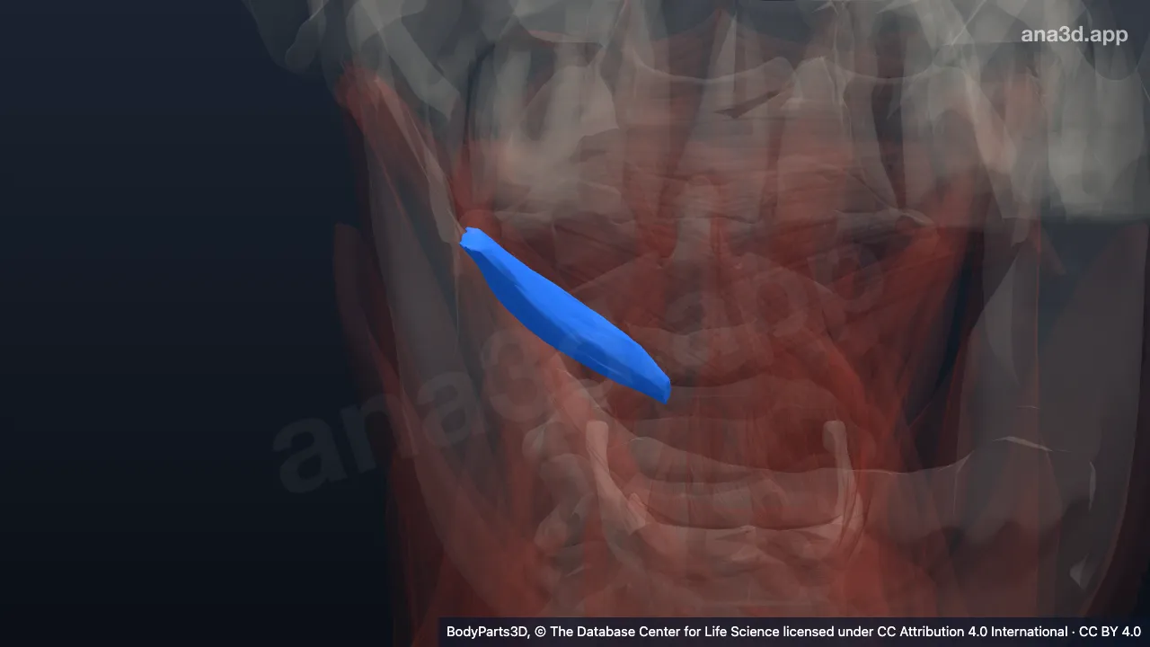 3D model: right obliquus capitis inferior