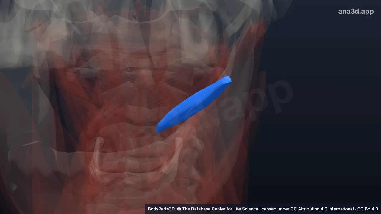 3D-Modell: Linker Musculus obliquus capitis inferior