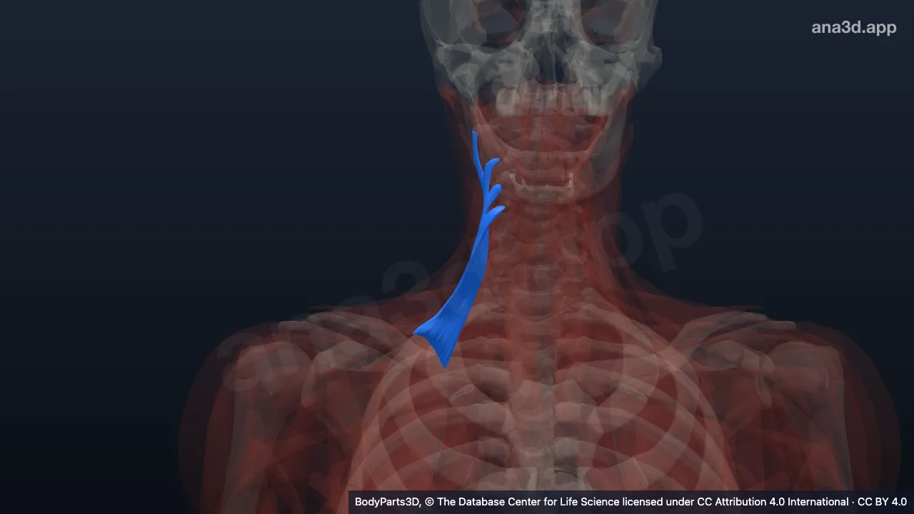 3D-Modell: Rechter Musculus levator scapulae