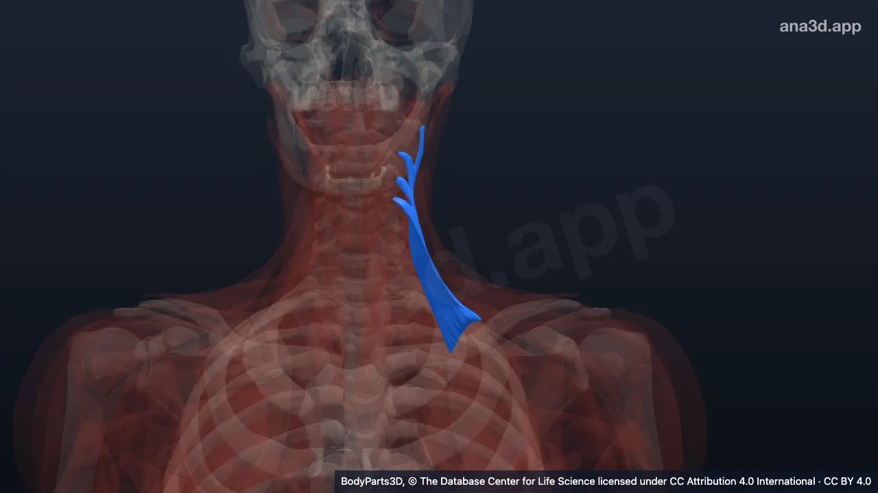 3D model: left levator scapulae
