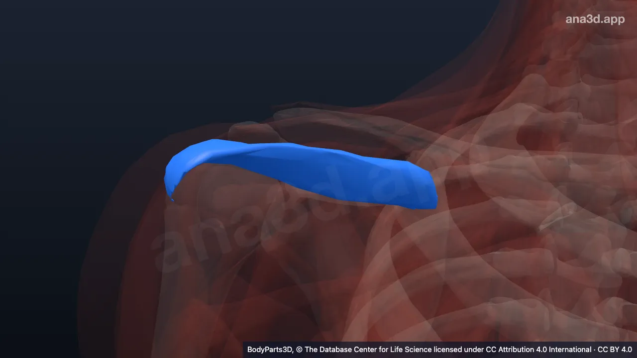 3D model: right supraspinatus