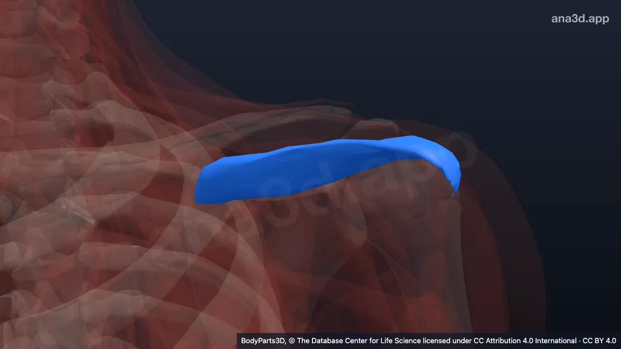 Model 3D: Otot supraspinatus kiri