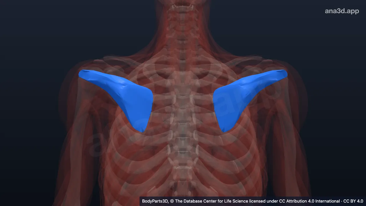3D-Modell: Musculus infraspinatus