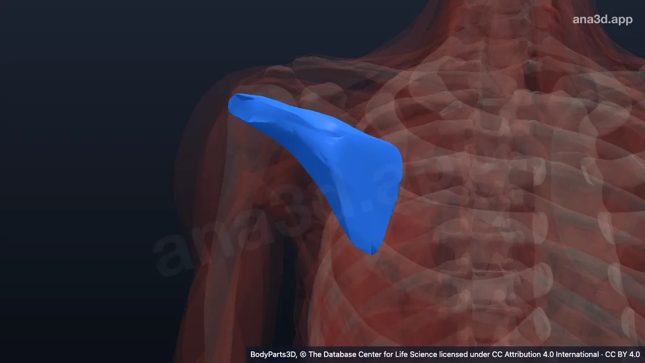 3D model: right infraspinatus muscle